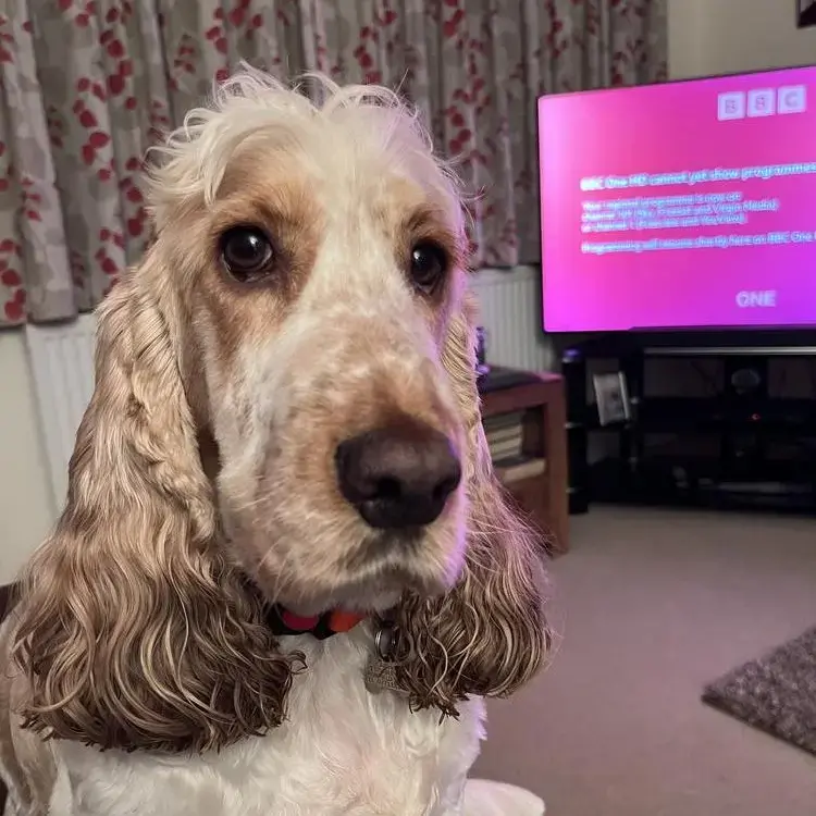 Cocker Spaniel (English)
