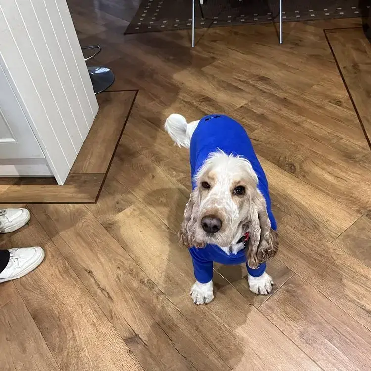 Cocker Spaniel (English)