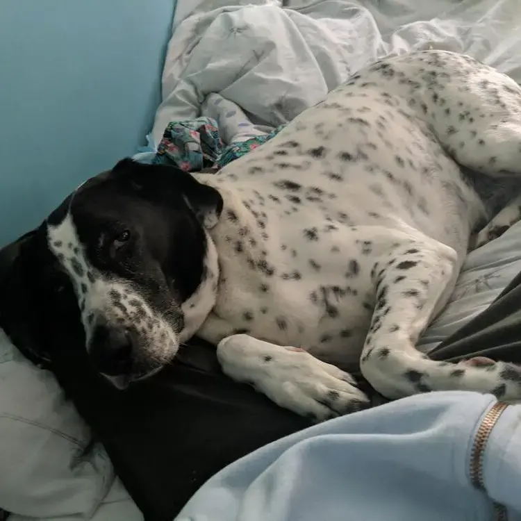 German Short-Haired Pointer