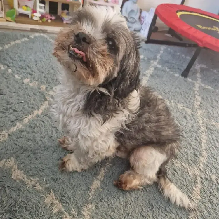 Shih Tzu