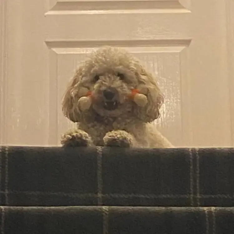Cockapoo