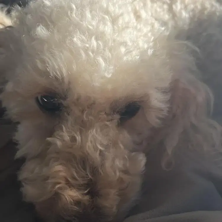 Cockapoo