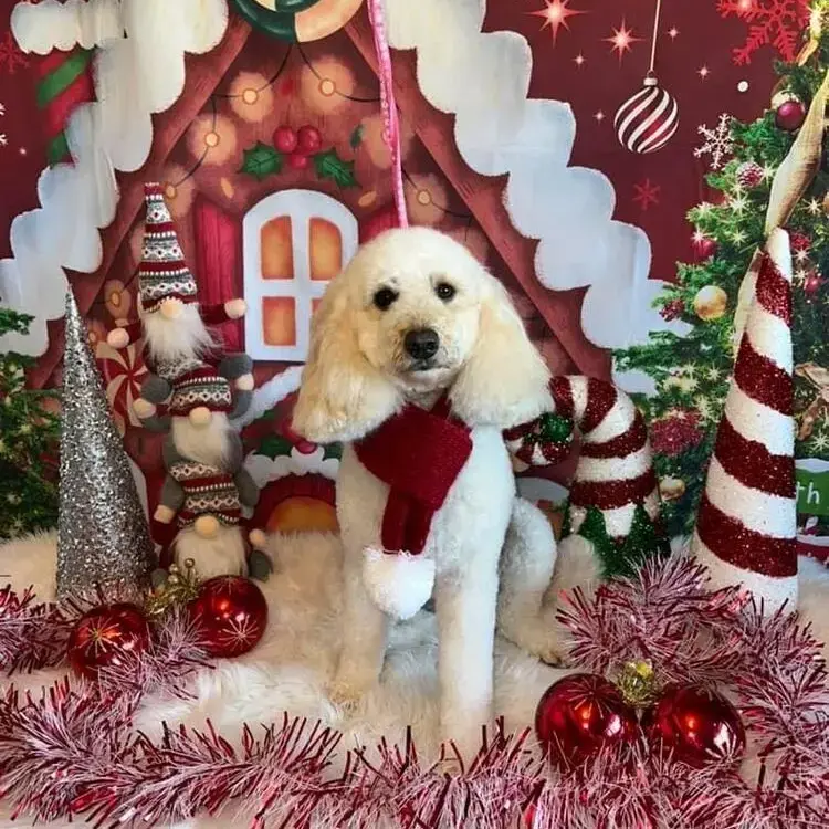 Cockapoo