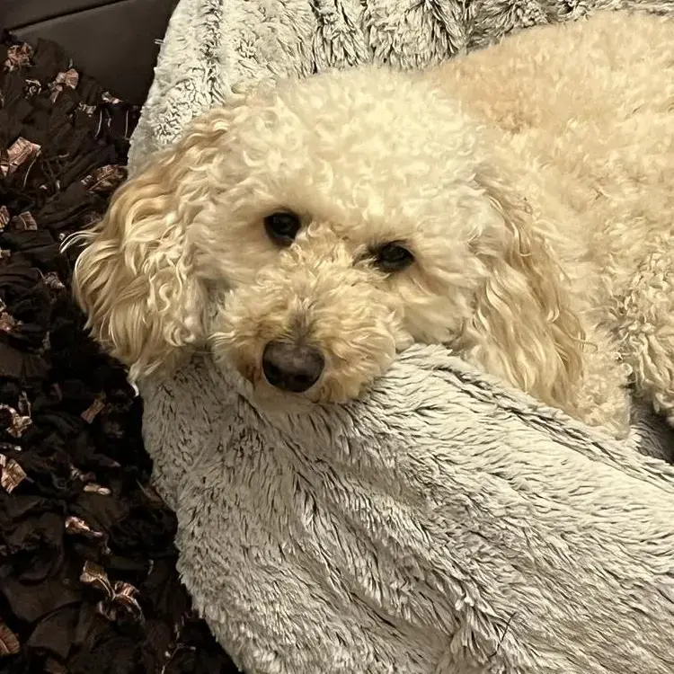 Cockapoo