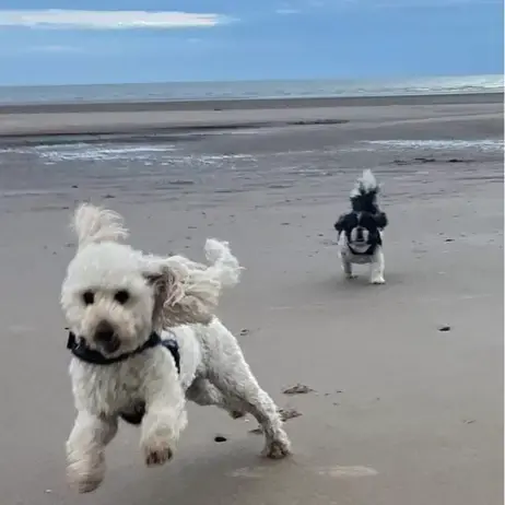 Cockapoo