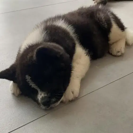 Japanese Akita