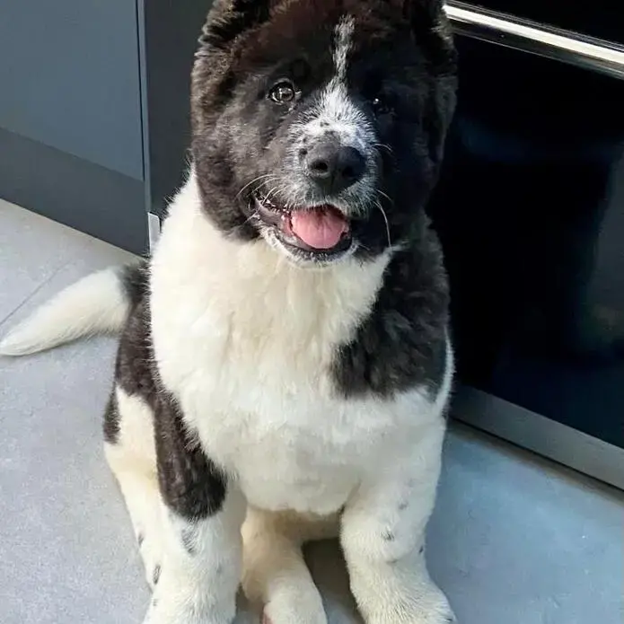 Japanese Akita