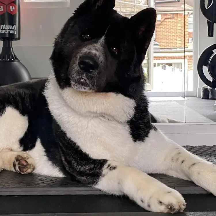 Japanese Akita