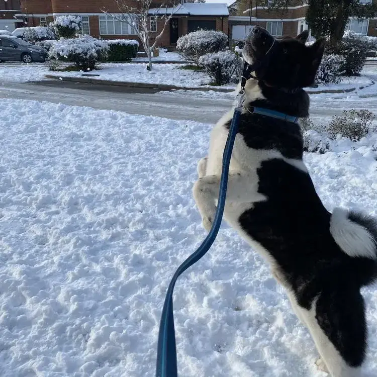 Japanese Akita