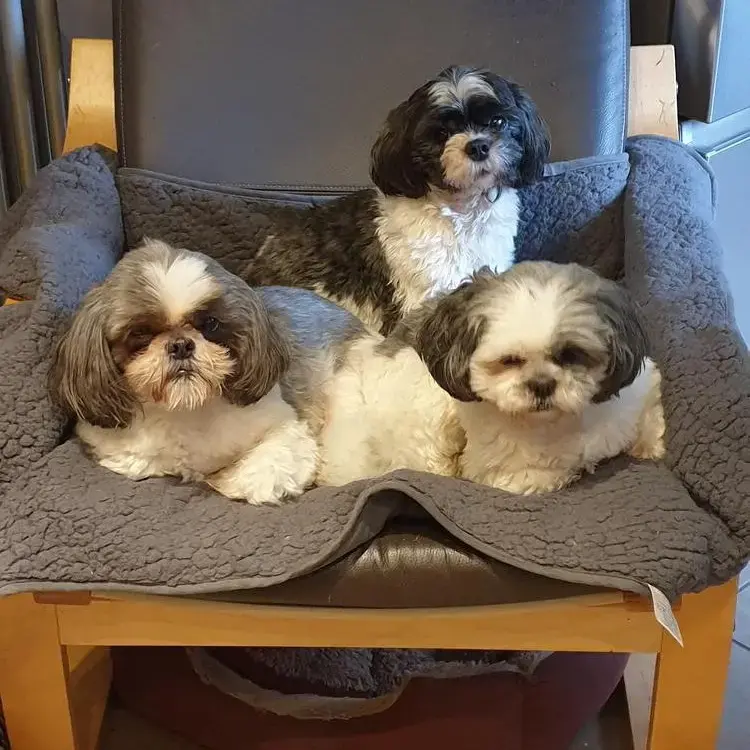 Maltese