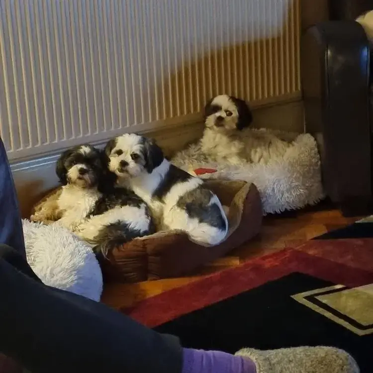 Maltese
