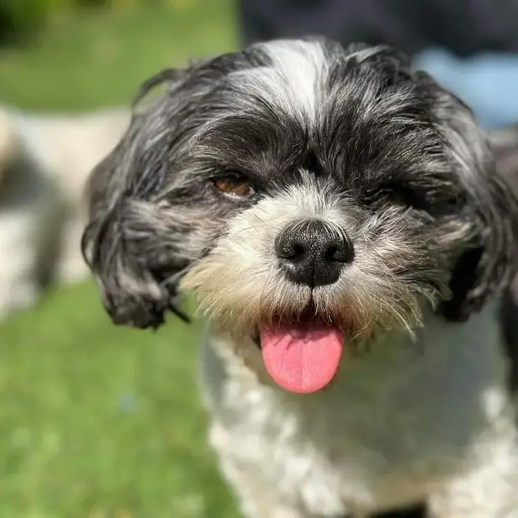 Maltese