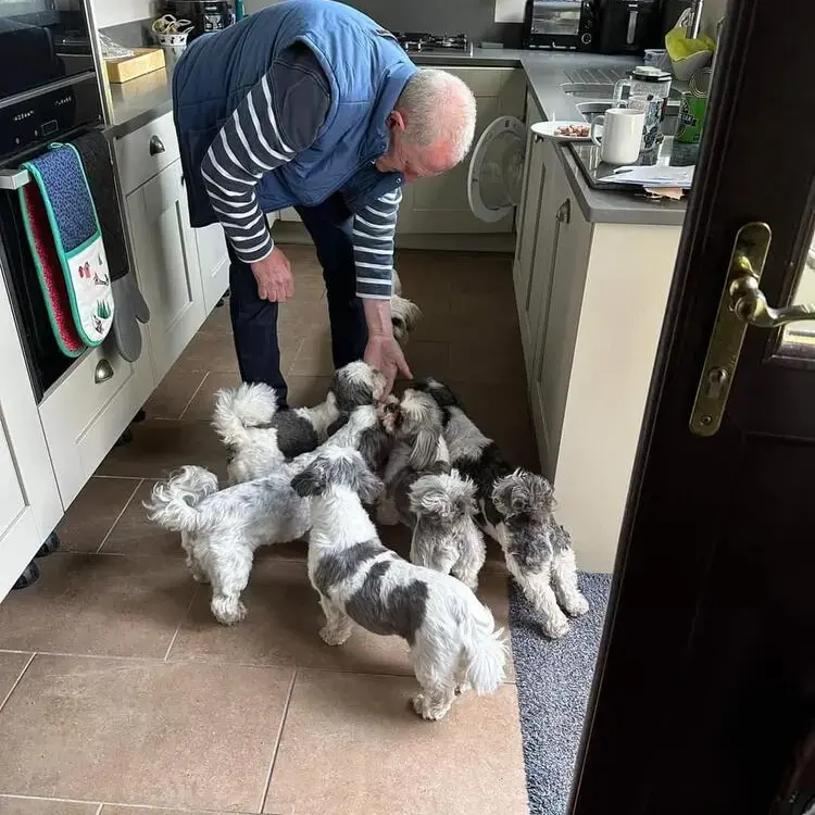 Maltese