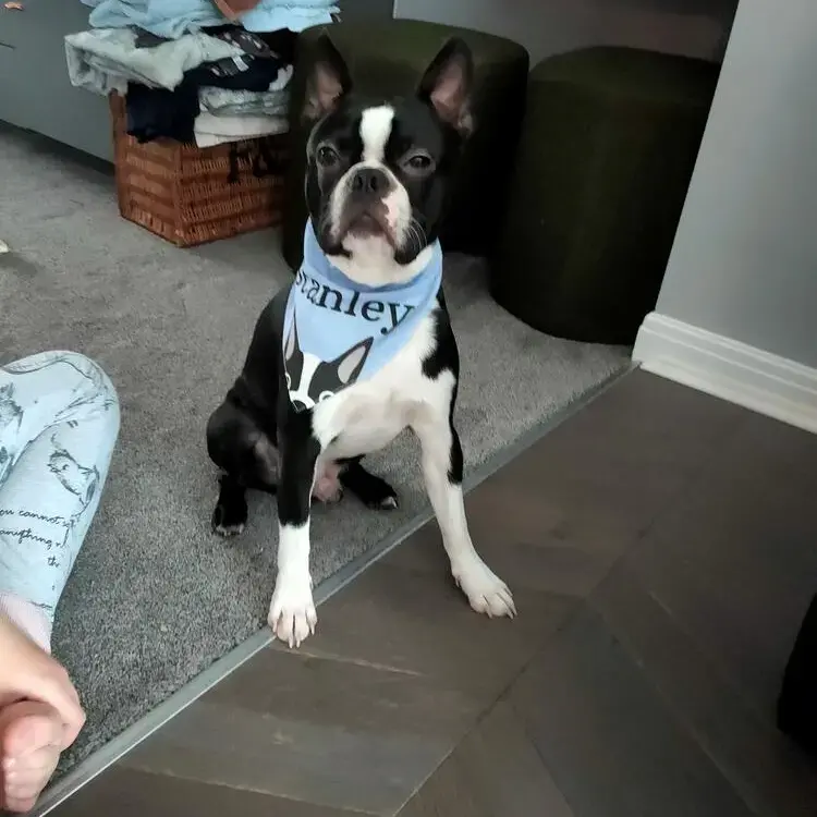Boston Terrier