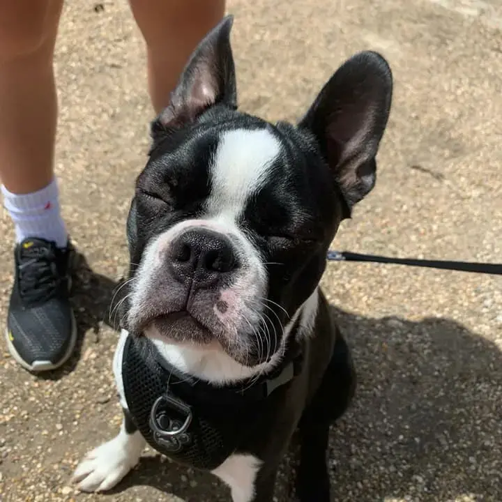 Boston terrier sneakers shop
