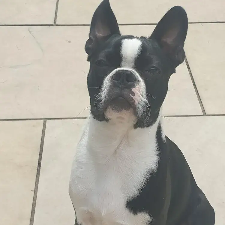 Boston Terrier