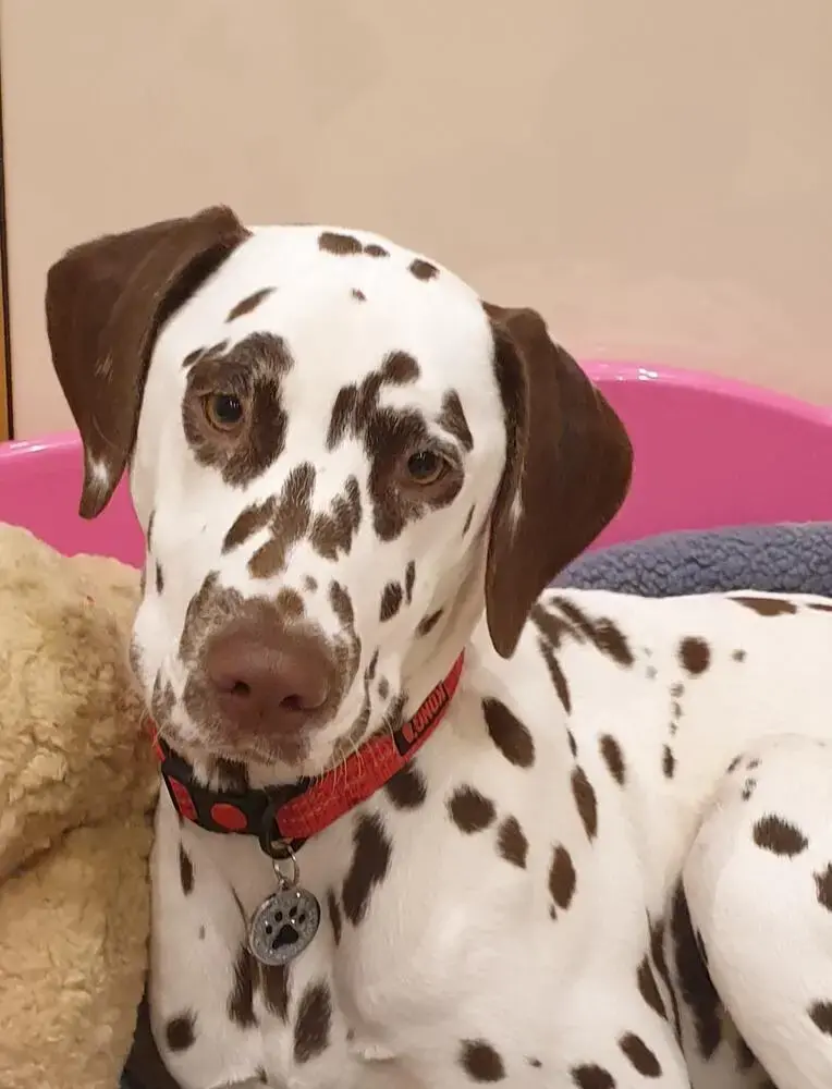 Dalmatian
