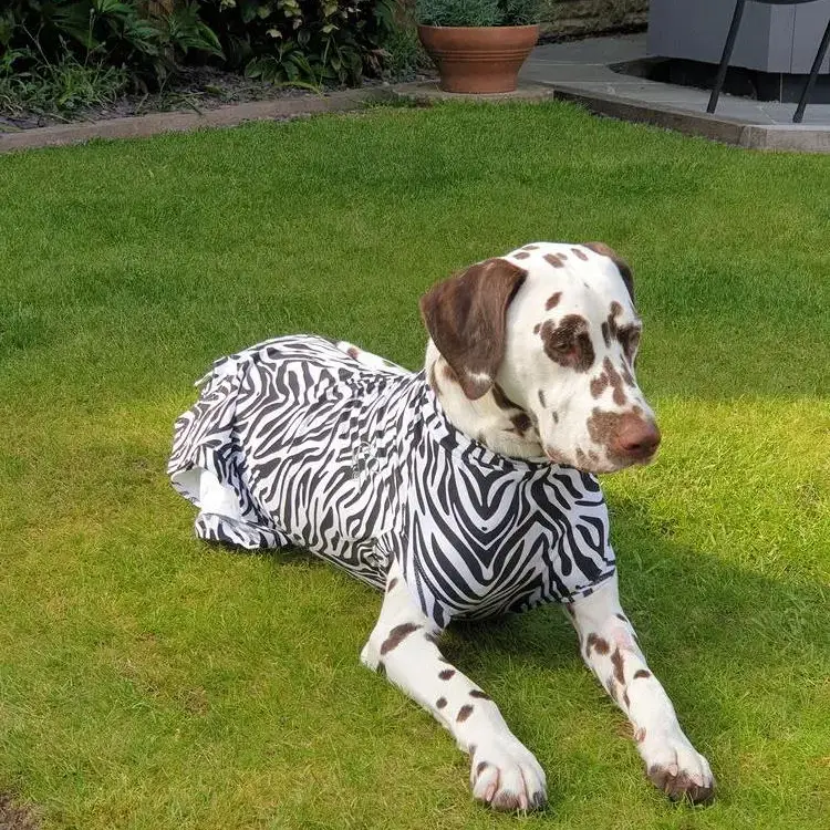 Dalmatian