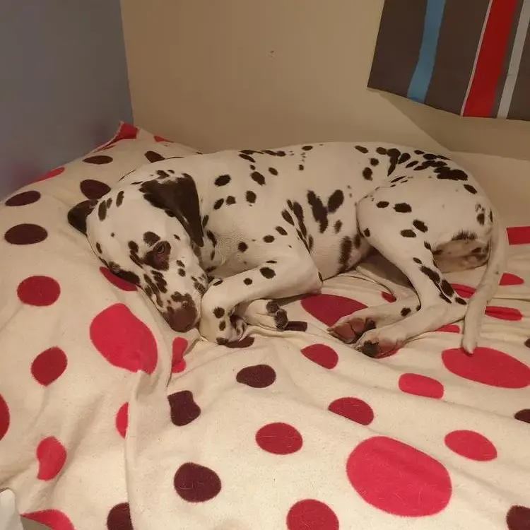 Dalmatian