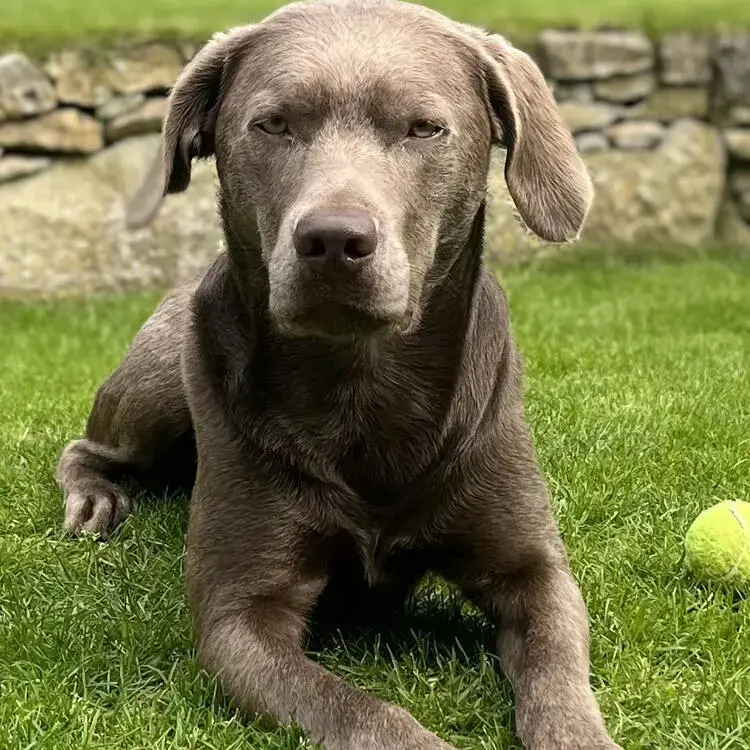Labrador Retriever