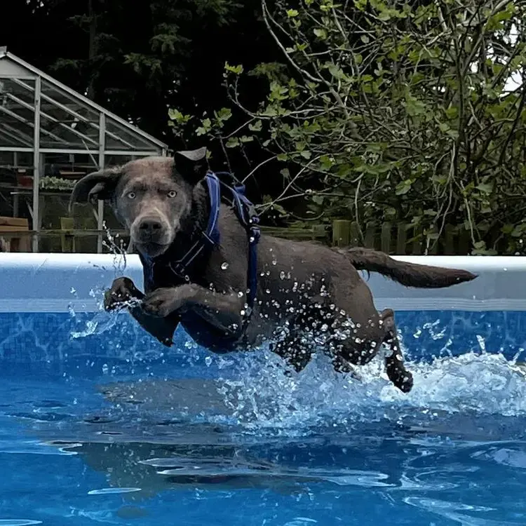 Labrador Retriever