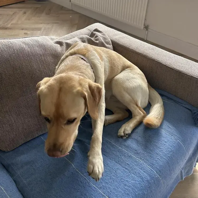 Labrador Retriever
