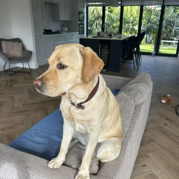 Labrador Retriever