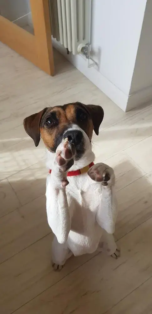 Jack Russell Terrier