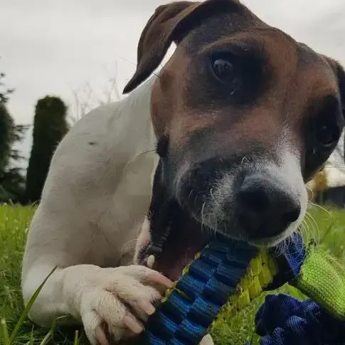 Jack Russell Terrier