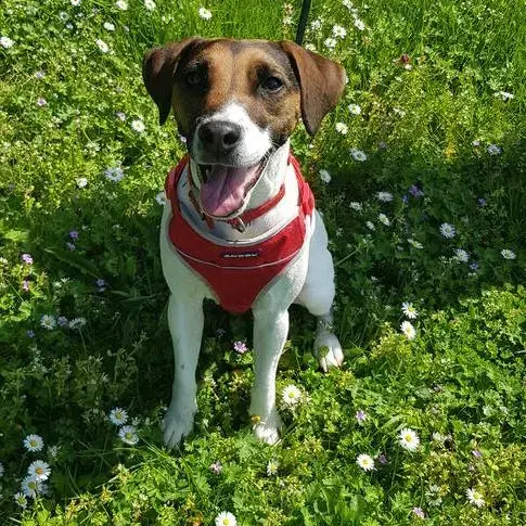 Jack Russell Terrier