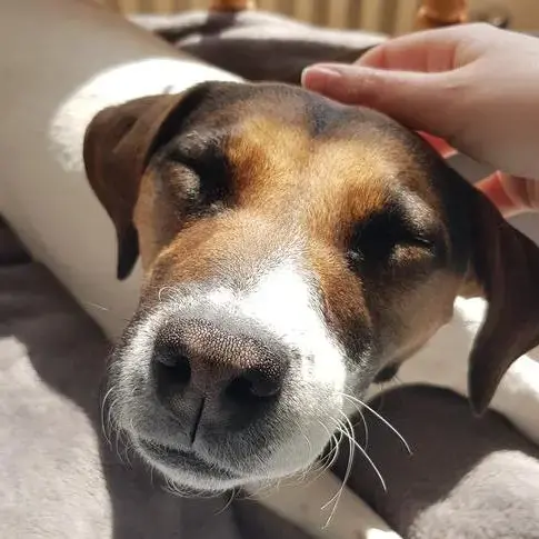 Jack Russell Terrier