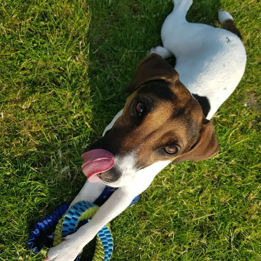 Jack Russell Terrier