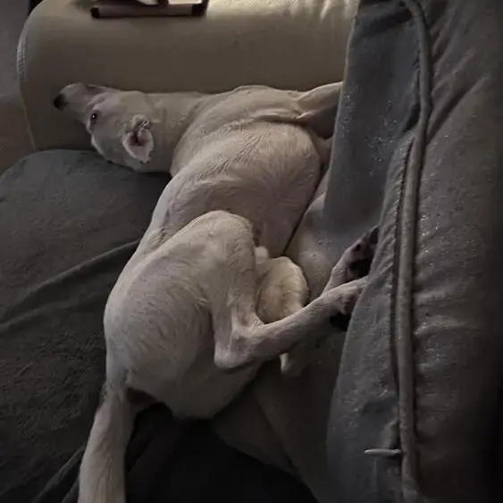 Parson Russell Terrier