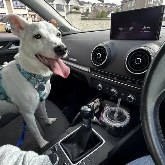 Parson Russell Terrier