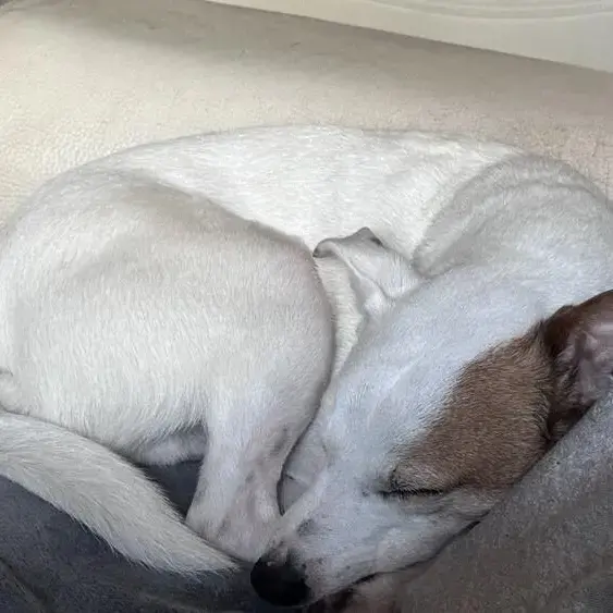 Parson Russell Terrier