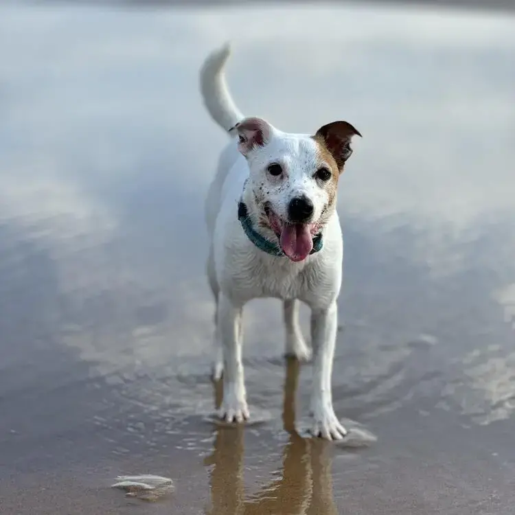 Parson Russell Terrier