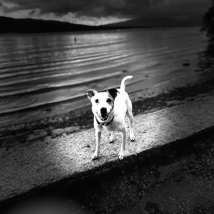 Parson Russell Terrier