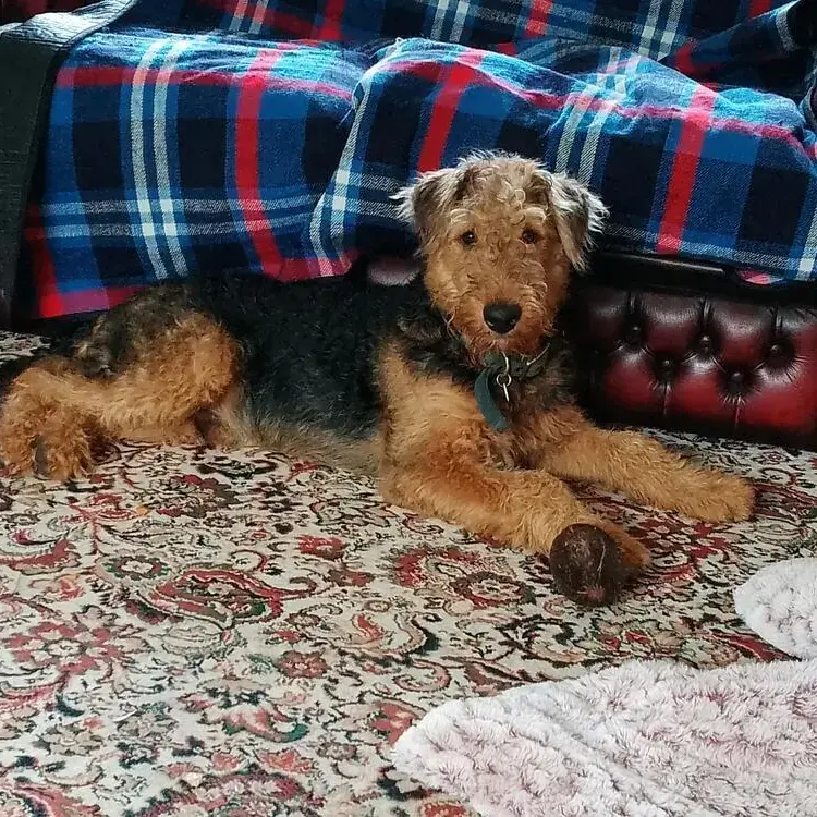 Airedale Terrier