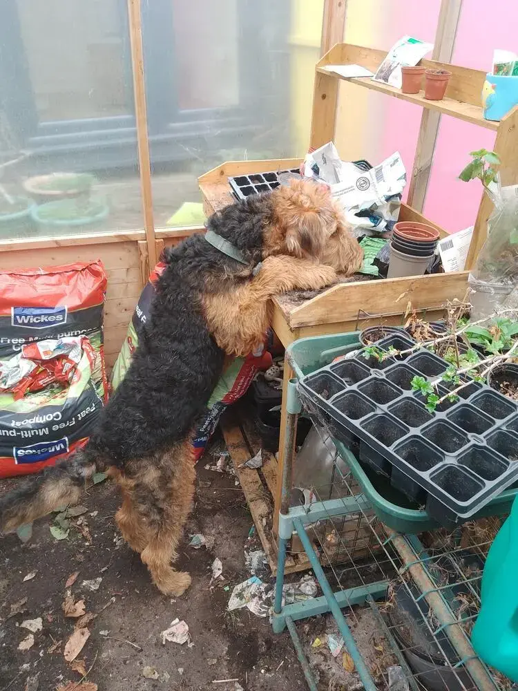 Airedale Terrier