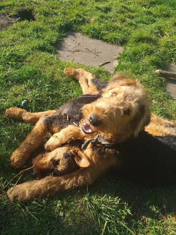 Airedale Terrier