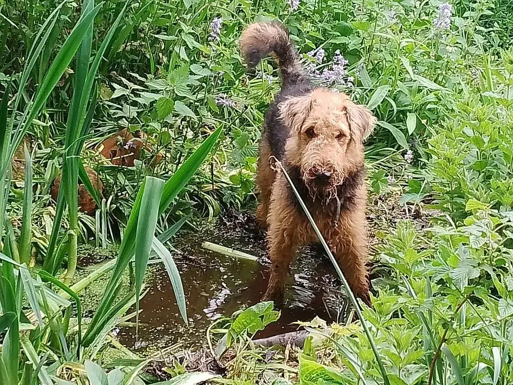 Airedale Terrier