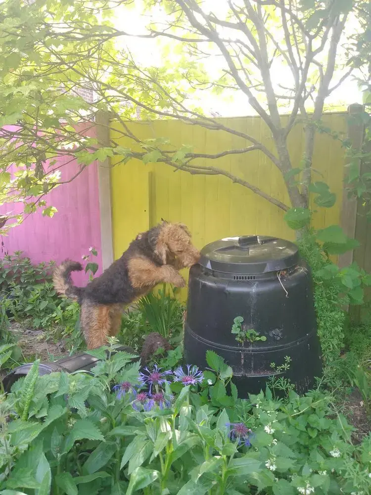 Airedale Terrier