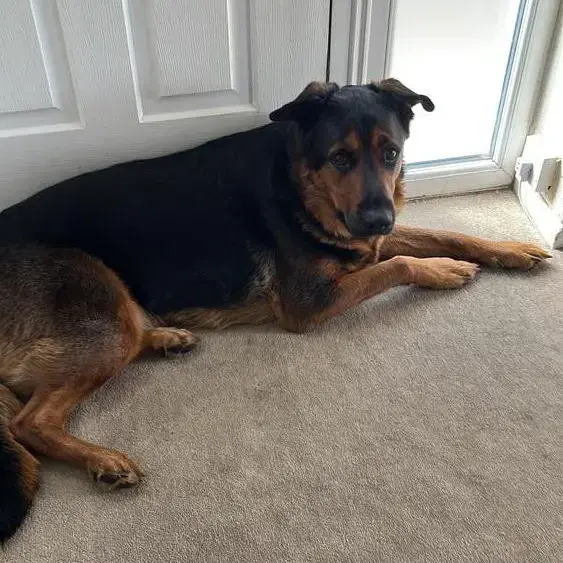 Rottweiler