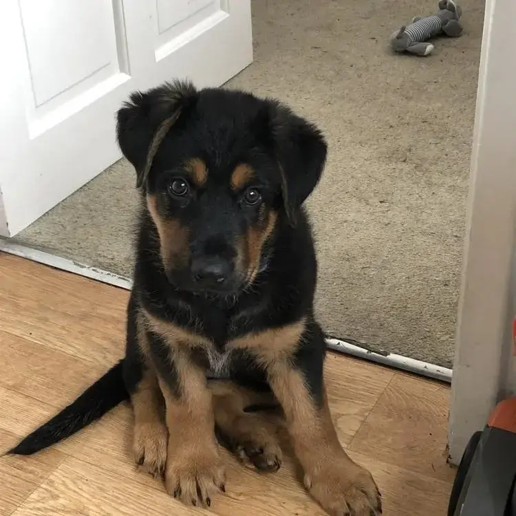 Rottweiler