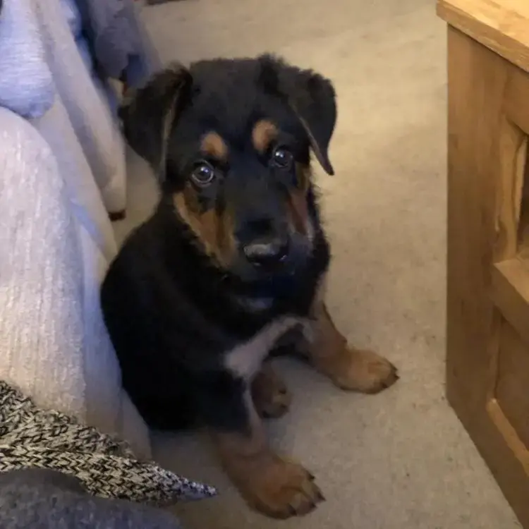 Rottweiler