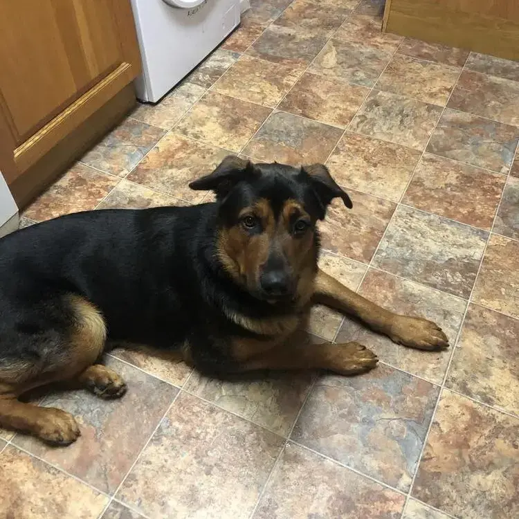 Rottweiler