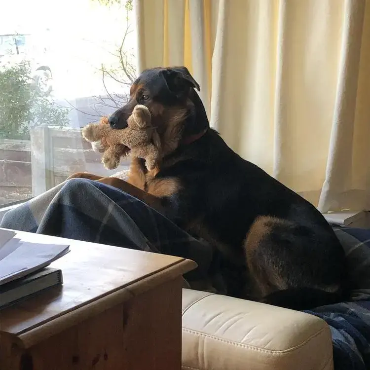 Rottweiler