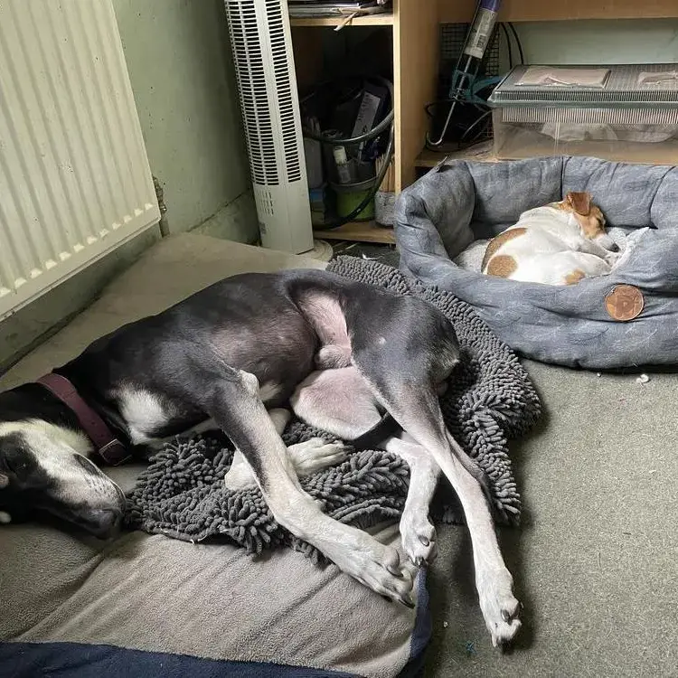 Lurcher