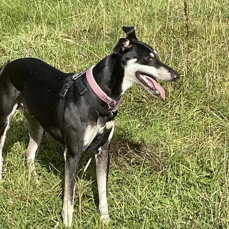 Lurcher