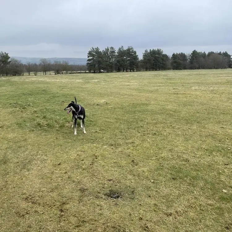Lurcher